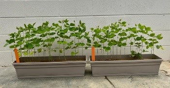 soy bean.jpg thumbnail